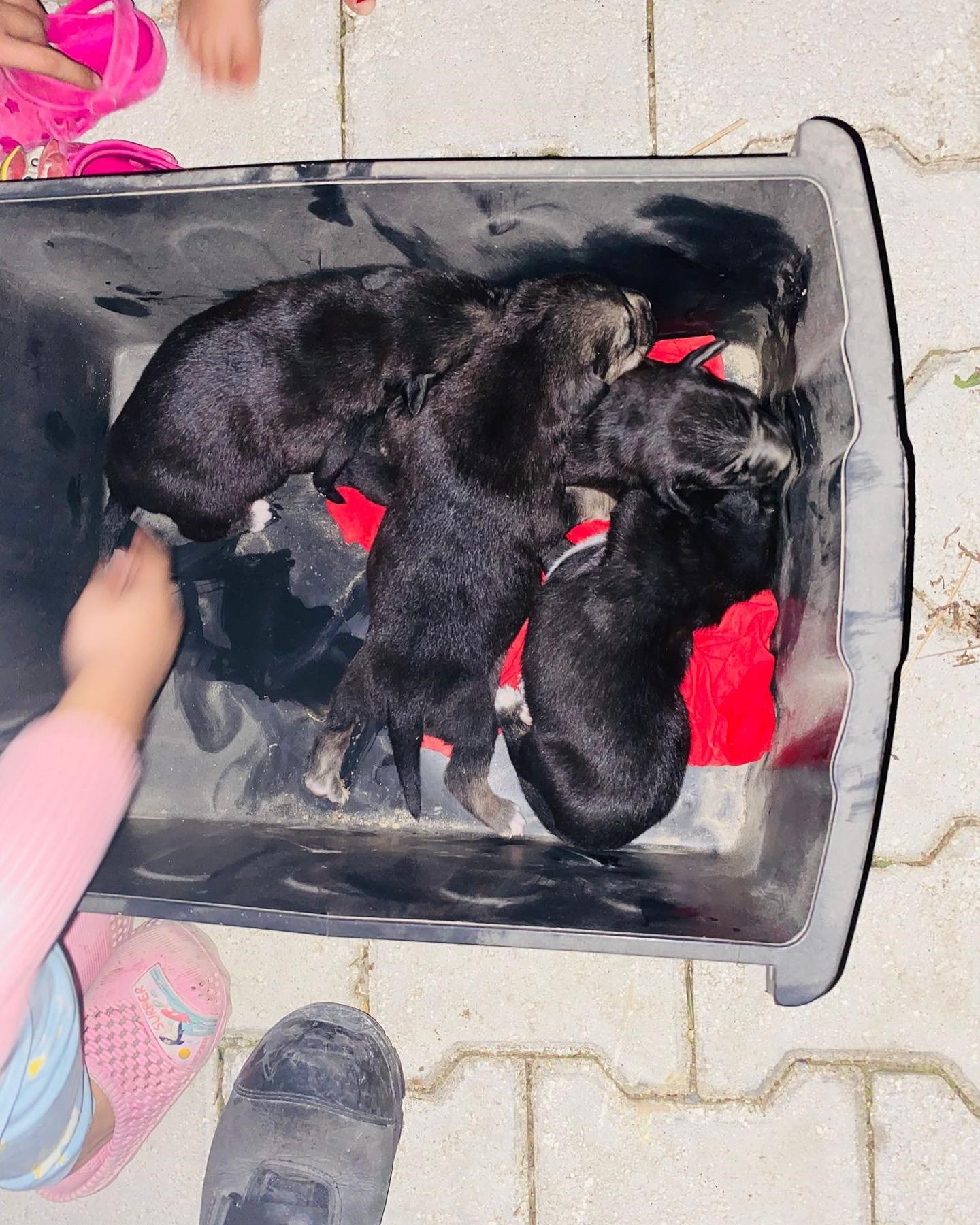 Hatay'da 4 Yavru Köpek Konteynerin Altına Sıkıştı 3