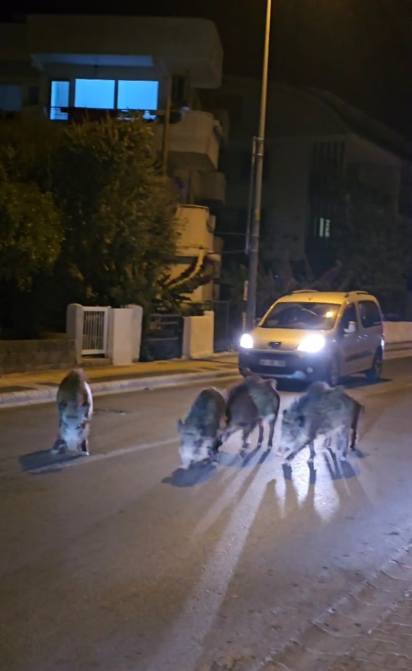 Marmaris'te Yaban Domuzları Şehri Bastı  2