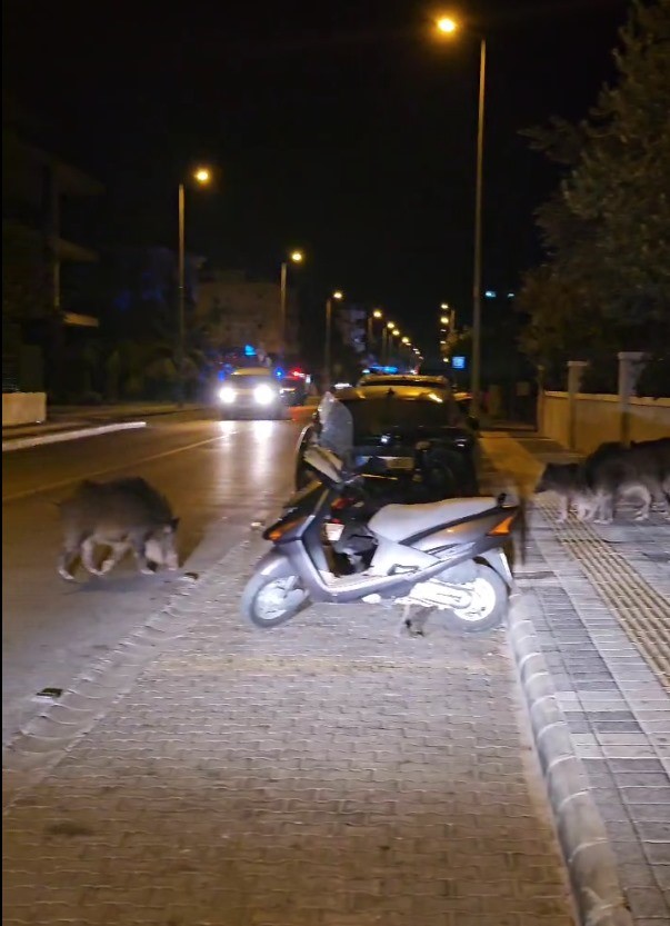 Marmaris'te Yaban Domuzları Şehri Bastı  3