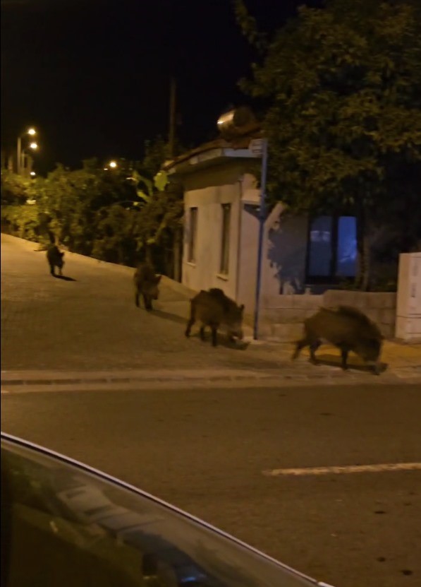 Marmaris'te Yaban Domuzları Şehri Bastı  4