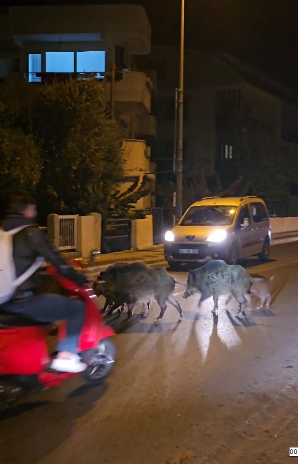 Marmaris'te Yaban Domuzları Şehri Bastı  5