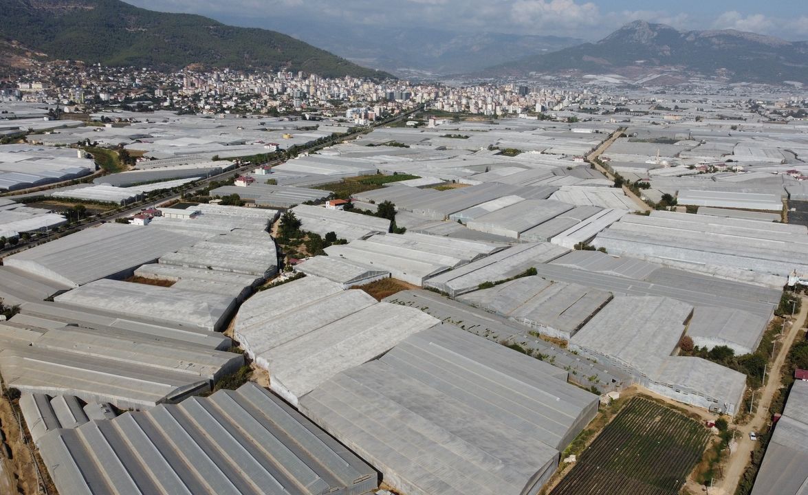 Türkiye'de İki Muzdan Biri Anamur'dan! Hasat Başladı 3