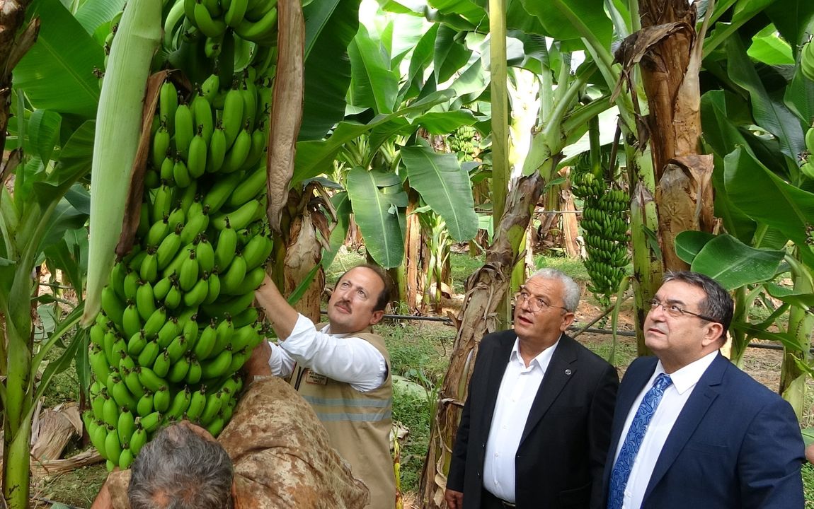 Türkiye'de İki Muzdan Biri Anamur'dan! Hasat Başladı 5