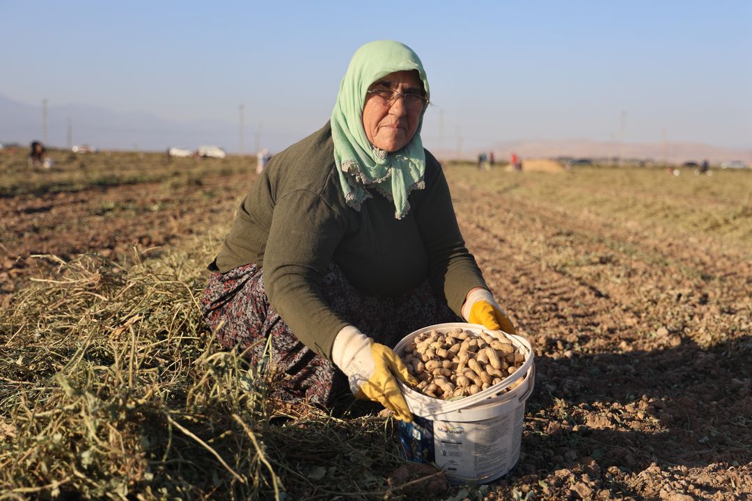 Yer Fıstığı Tarlasında Afara Zamanı! 2