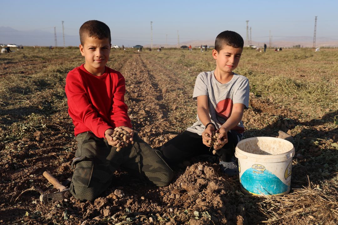 Yer Fıstığı Tarlasında Afara Zamanı! 4