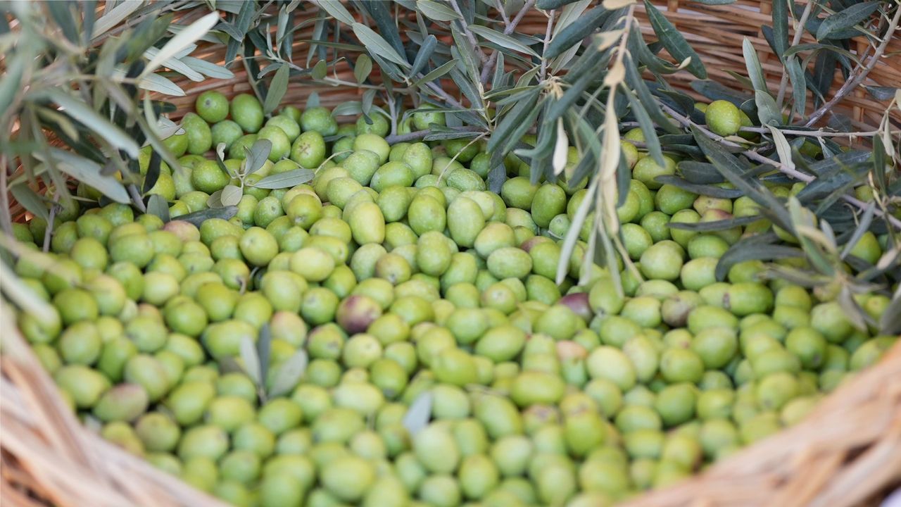 1. Sarıulak Zeytin Şenliği Tarsus'ta Düzenlendi 2