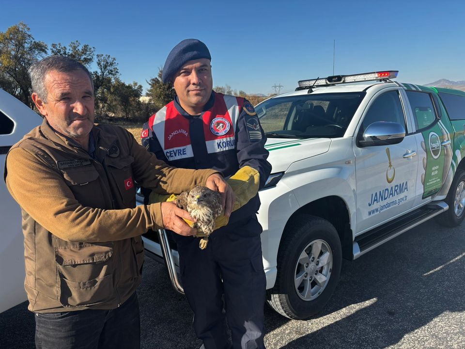 Burdur'da Yaralı Bulunan Boz Şahini Jandarma Kurtardı 2