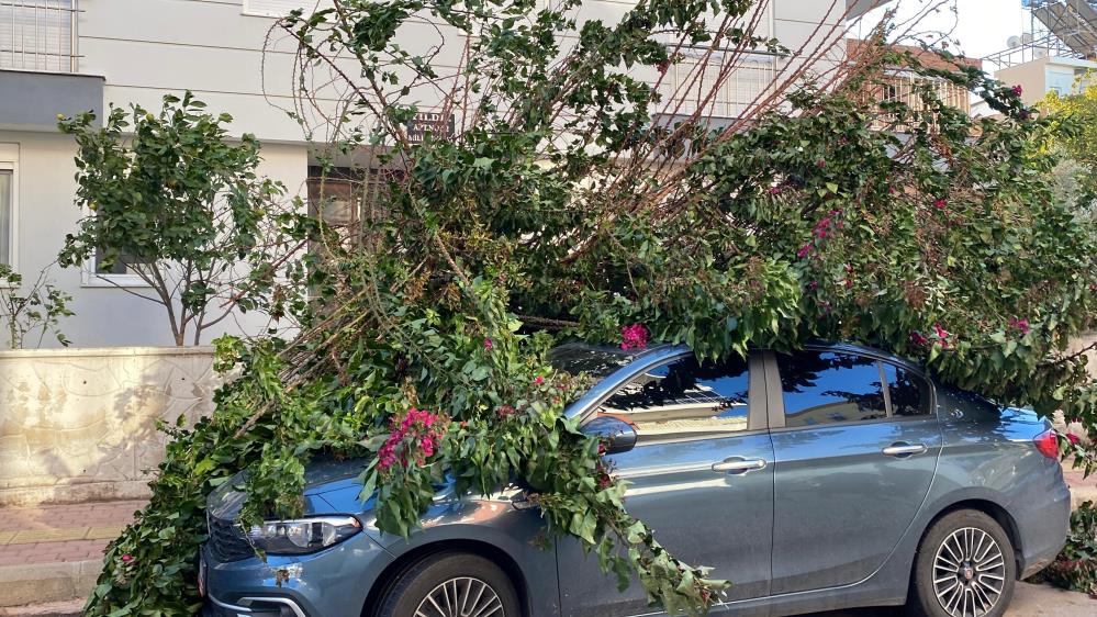 Antalya’da Fırtına Ağaçları Devirdi