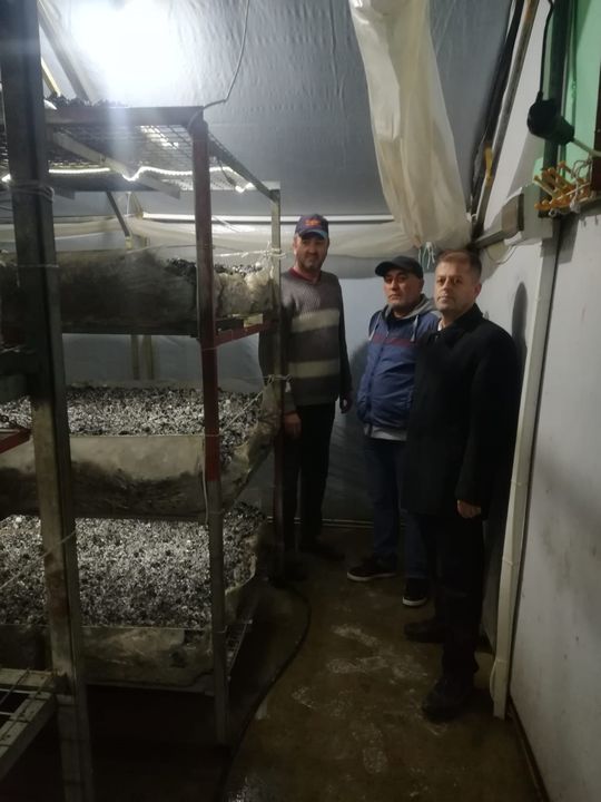 Isparta Gelendostta Mantar Üretimi Rekoru 6 Bin Metrekarede 504 Ton 4 (2)