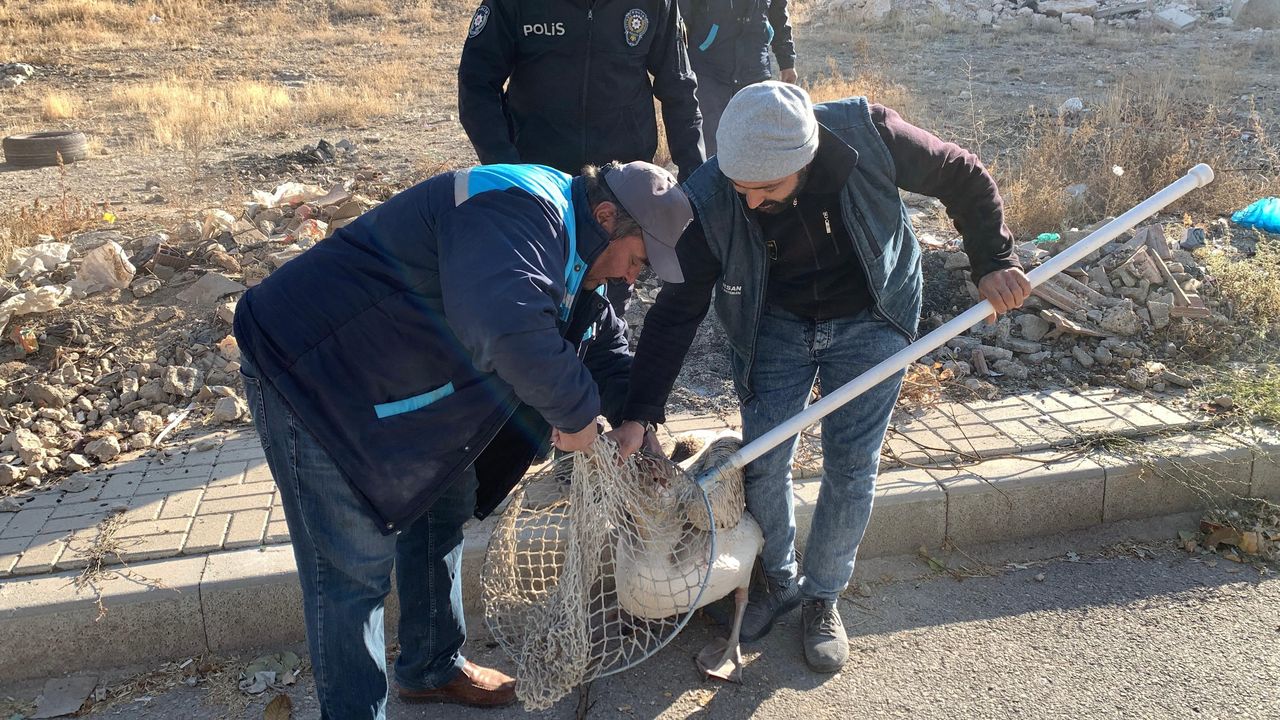 Karaman'da Parkta Yaralı Pelikan Bulundu 3