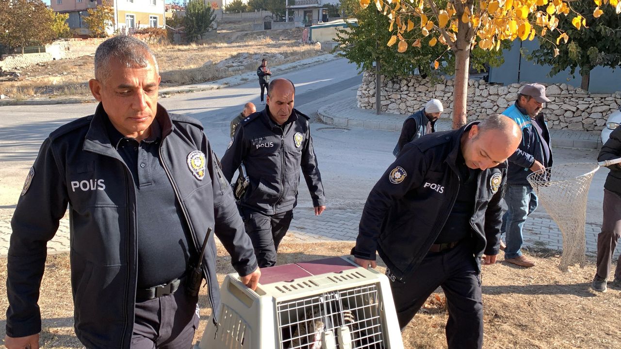 Karaman'da Parkta Yaralı Pelikan Bulundu 4