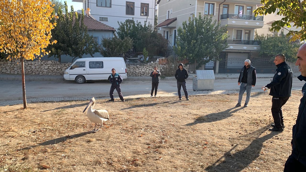 Karaman'da Parkta Yaralı Pelikan Bulundu 5