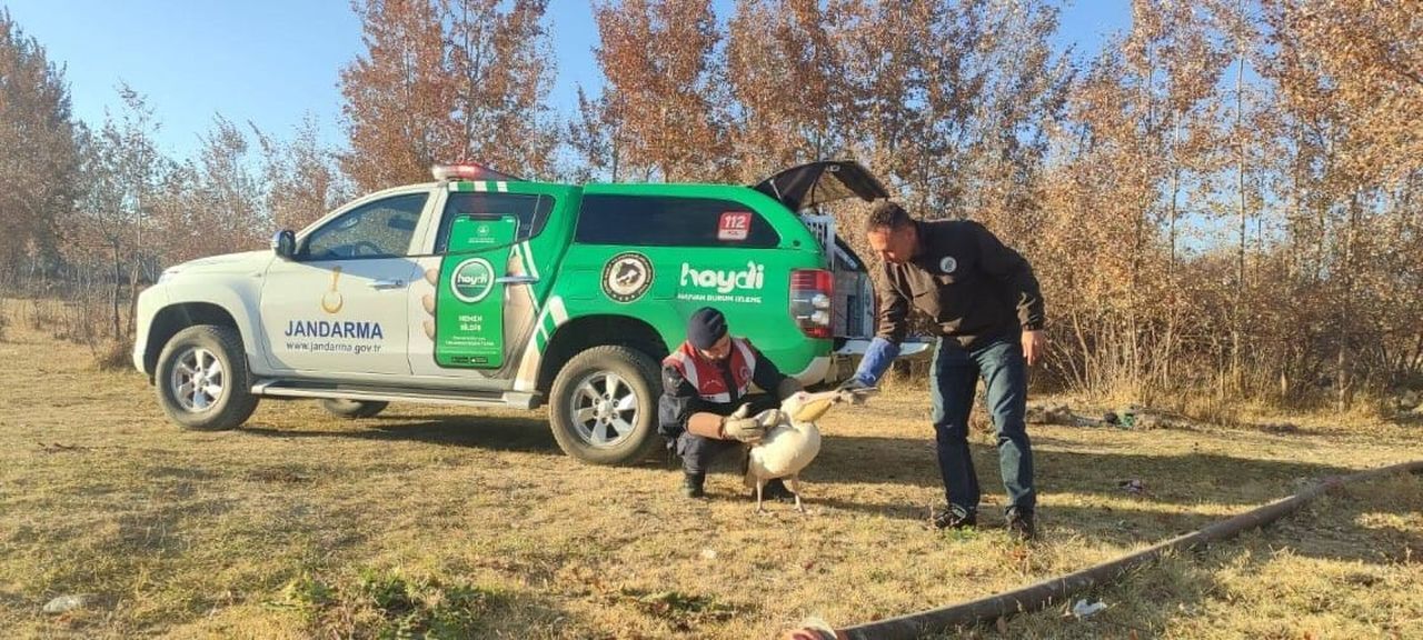 Karaman'da Tedavi Edilen Pelikanlar Doğaya Salındı 2