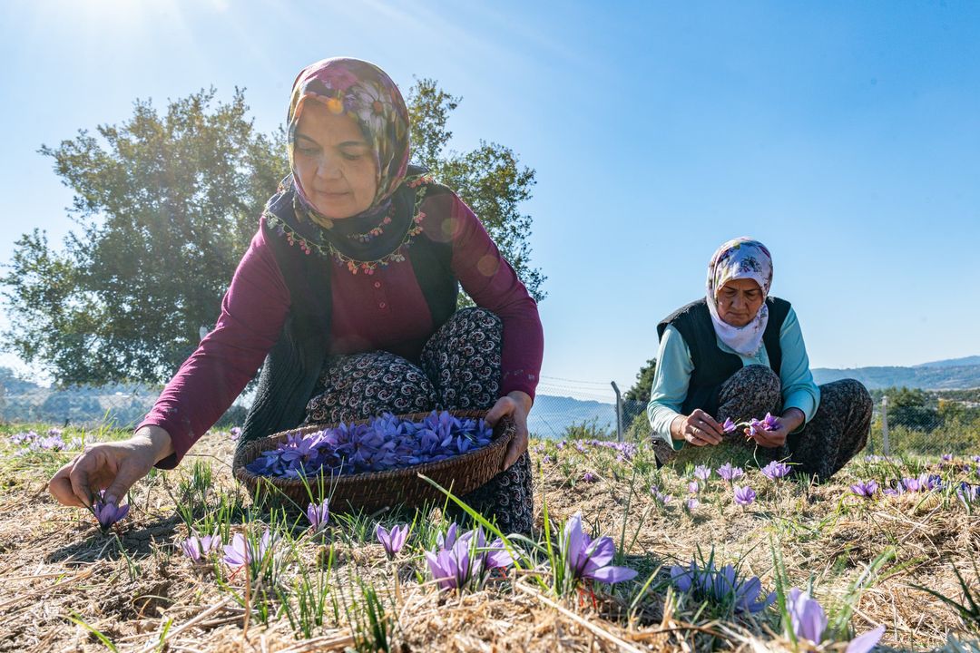 Mersin Yenişehir'de Dördüncü Safran Hasadı 4