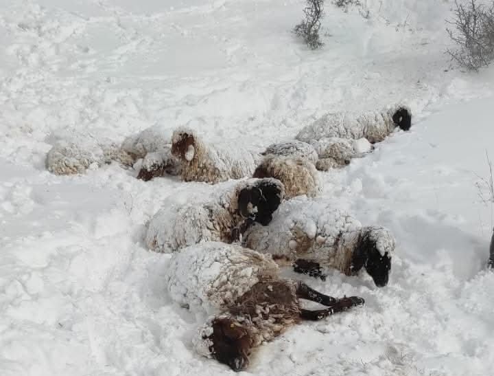 Mersinde Kardan Kurtarılan Çobanın 430 Koyunu Telef Oldu 2