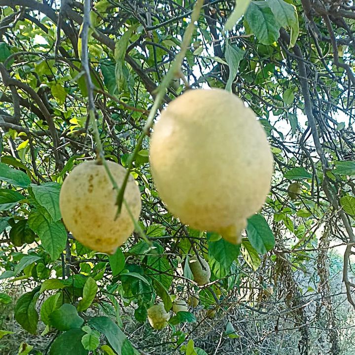 Muğla Ortacanın Narenciye Bahçelerinde Pasböcüsü Alarmı 2