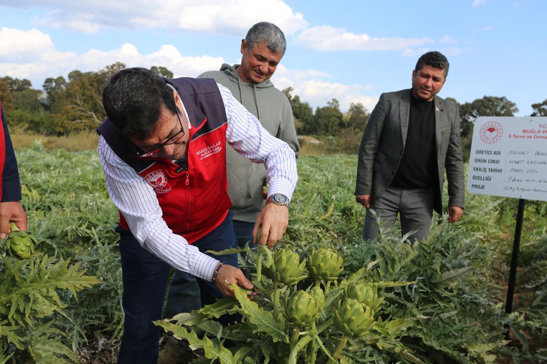 Muğla'da 12 Ay Enginar Üretilecek 2