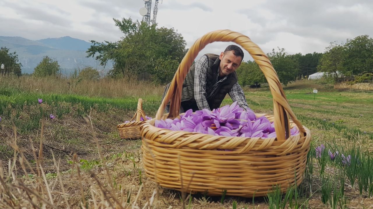 Safranda Hasat Bitti! Yeni Mahsul 450 Bin Tl'den Satılacak 2