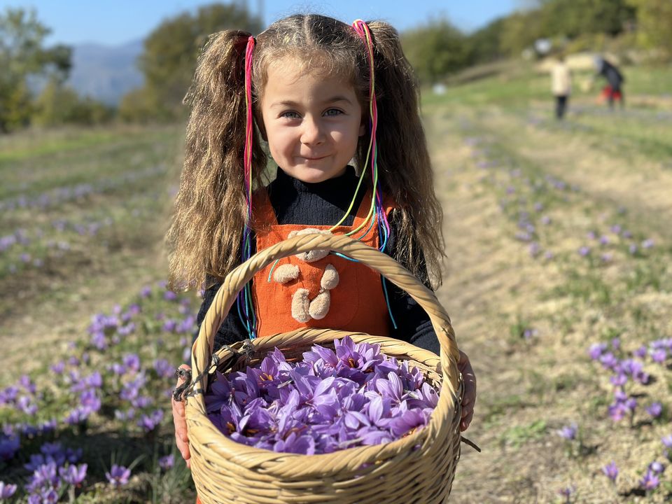 Safranda Hasat Bitti! Yeni Mahsul 450 Bin Tl'den Satılacak 4