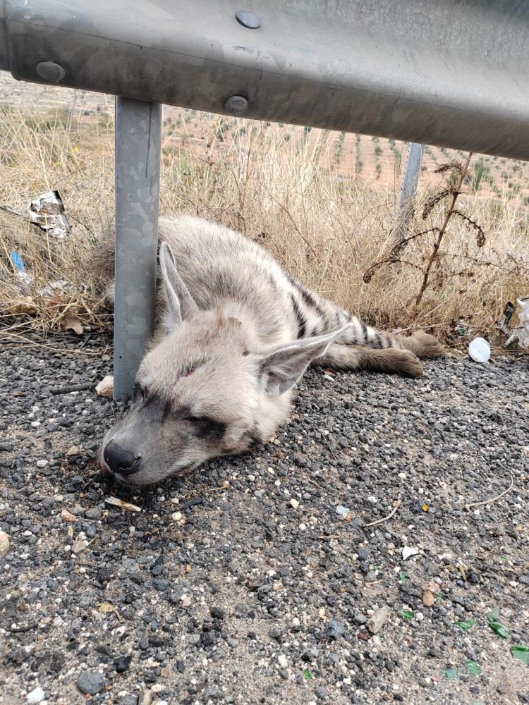 Şanlıurfa'da Nesli Tükenmekte Olan Çizgili Sırtlan Araba Çarptı