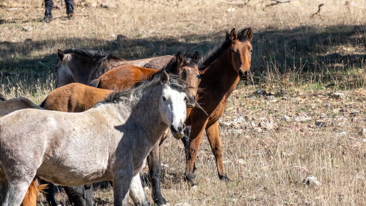 Yılkı Atları Isparta Adada Antik Kentinde Dronla Görüntülendi  2