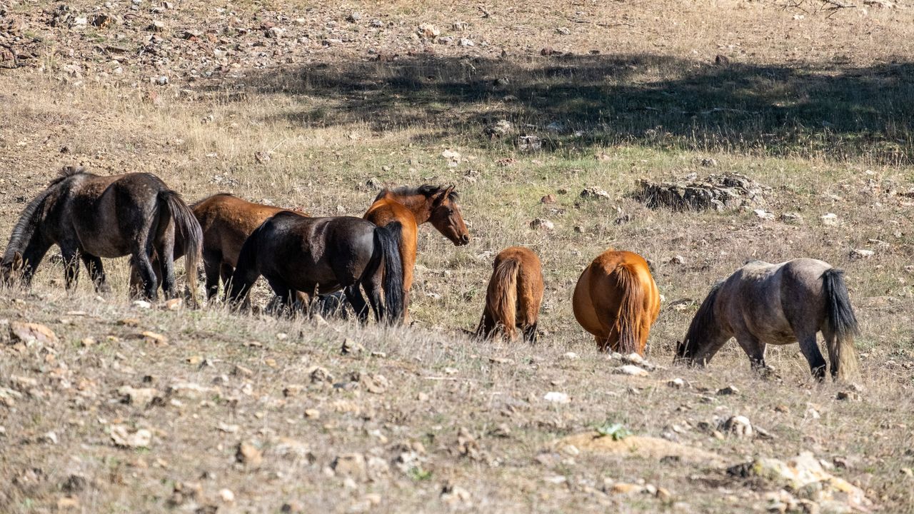 Yılkı Atları Isparta Adada Antik Kentinde Dronla Görüntülendi  4