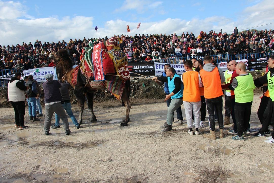 Antalya Kumlucada Sezonun İlk Deve Güreşi Yapıldı 4