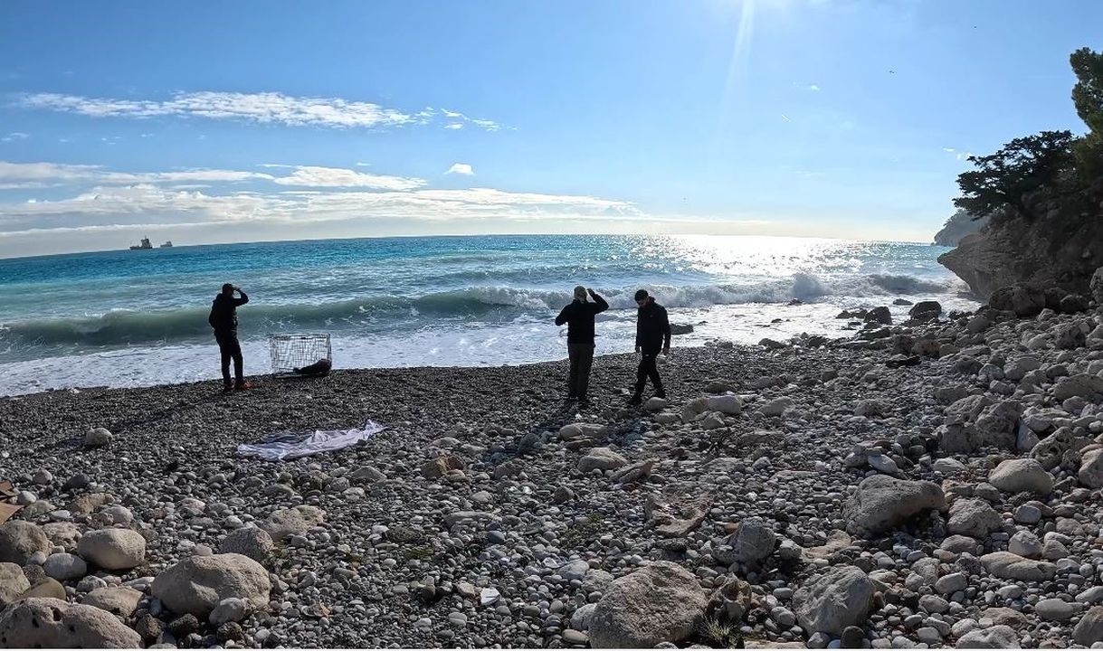 Antalya'da Fırtınaya Yakalanan Yavru Fok Annesine Kavuştu 4