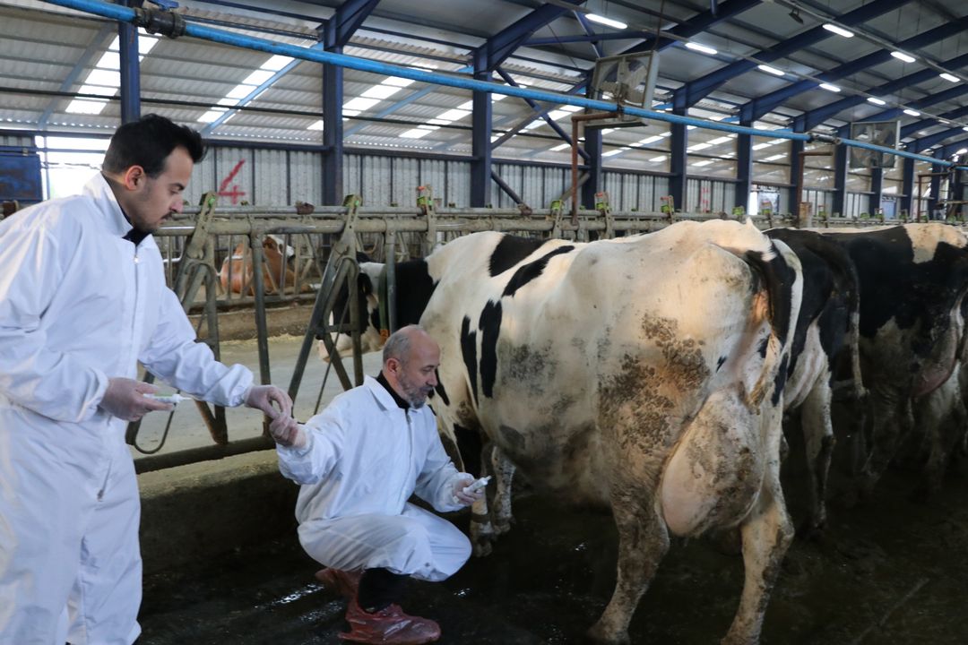 Burdurda Süt Hayvanları İçin Krem Geliştirildi 2