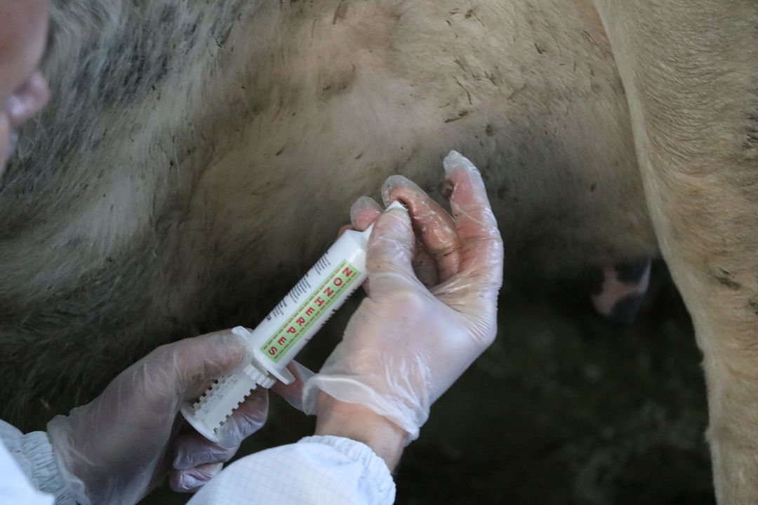 Burdurda Süt Hayvanları İçin Krem Geliştirildi 3