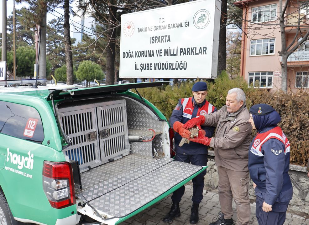 Isparta'da Yaralı Kızıl Şahin Tedavi Altına Alındı 2