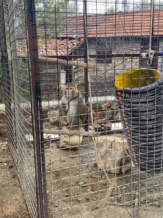 Muğla'da Kaçak Beslenen 2 Maymun Bulundu 3