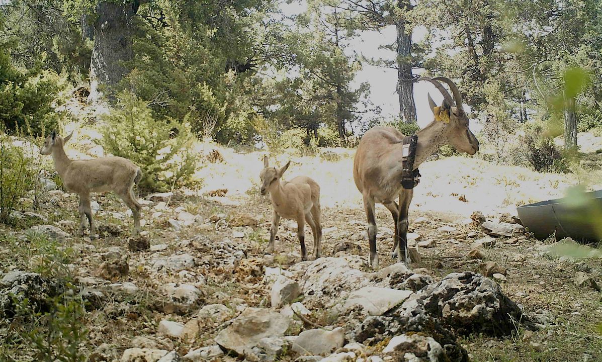 Yaban Keçileri Burdur Karanlıkdere Kanyonuna Geri Döndü 4