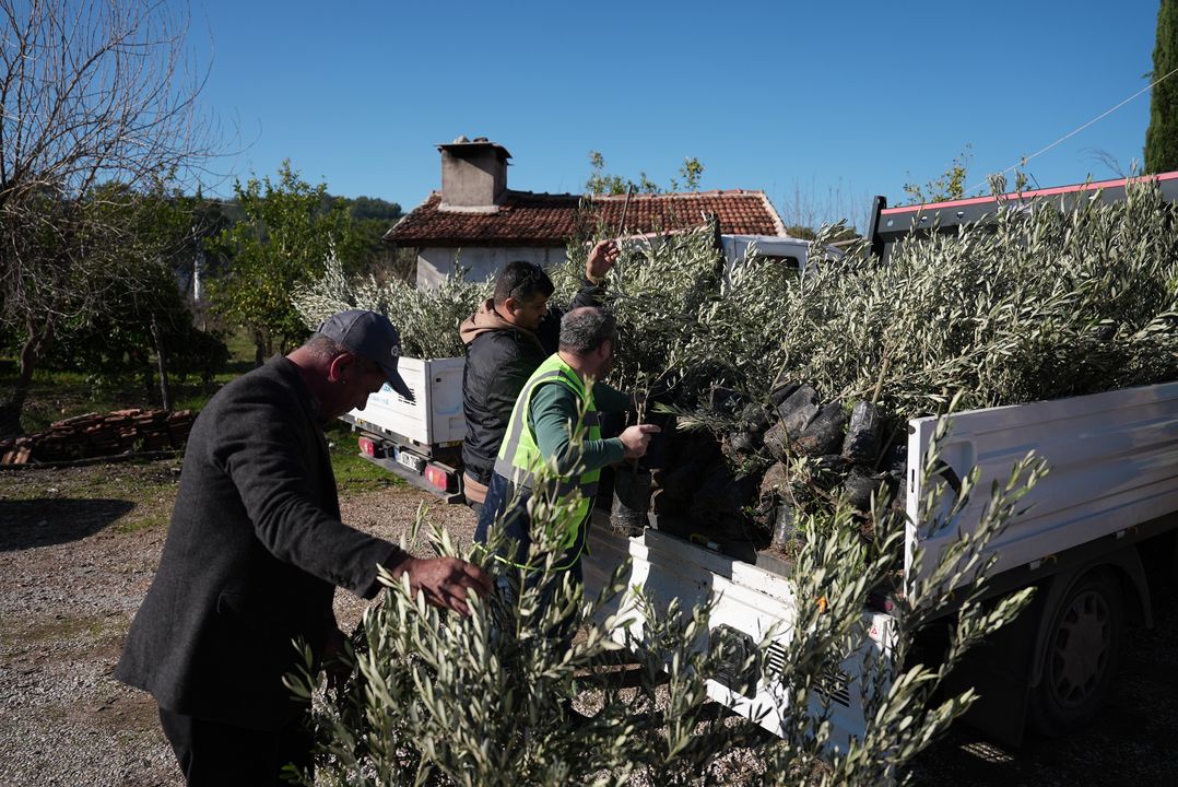 Antalya Büyükşehir'den Serikli Üreticilere Fidan Hibesi 2