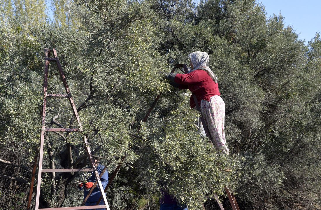 Antalya'da 73 Bin Ton Zeytinyağı Üretildi 3