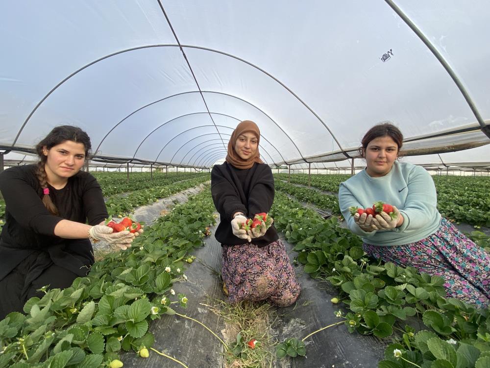 Antalya'da Çilek Fiyatları Çakıldı! Üreticiler Zor Durumda