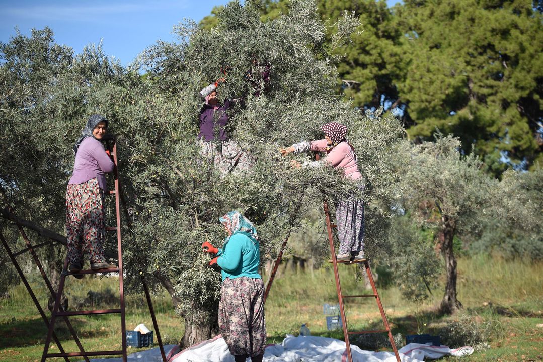 Antalya'da Kurak Geçen Yaz Zeytin Yağı Verimini Düşürdü 2