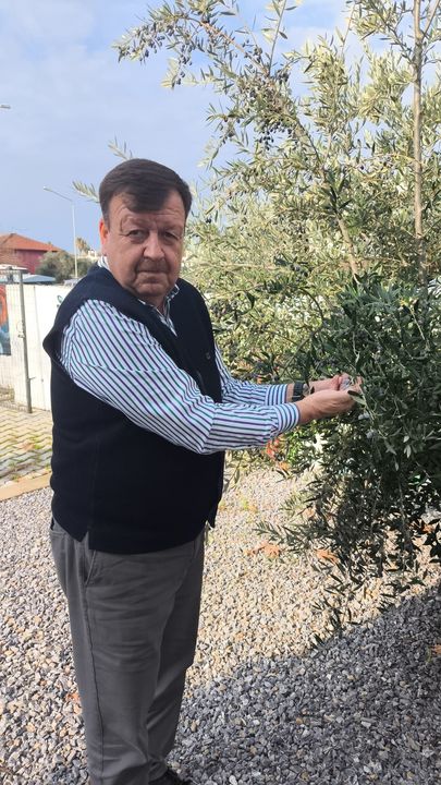 Antalya'da Kurak Geçen Yaz Zeytin Yağı Verimini Düşürdü 5