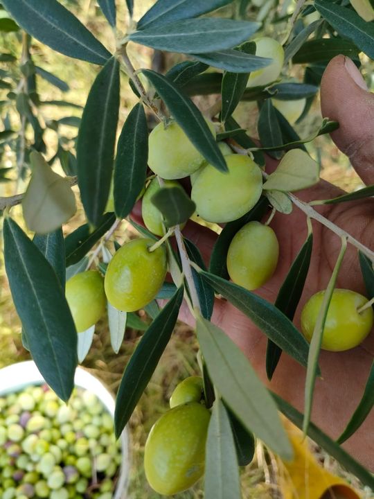 Antalya'nın Zeytinyağı Rekoltesi Belli Oldu 2