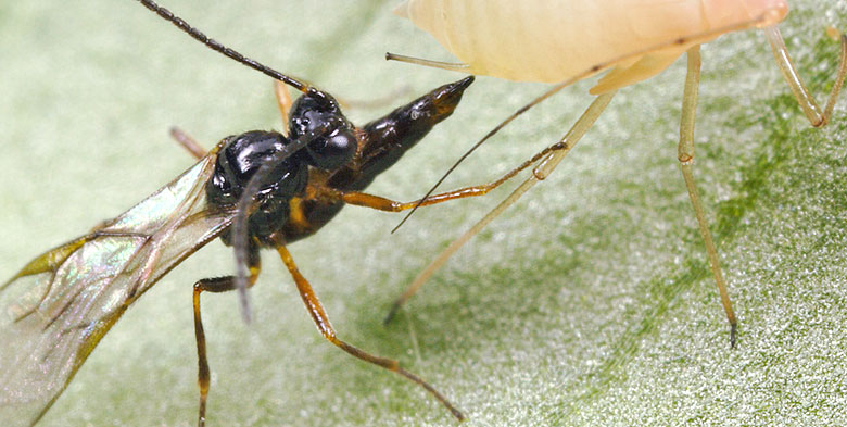 Aphidius Parazitleri