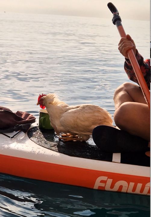 Falezler'de Sup Board Yaparken Denizde Bulduğu Tavuğu Sahiplendi  3