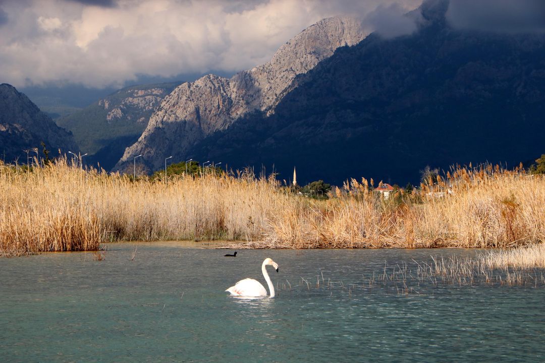 Kemer Ağva Deresi'nde Flamingo Görüntülendi 2