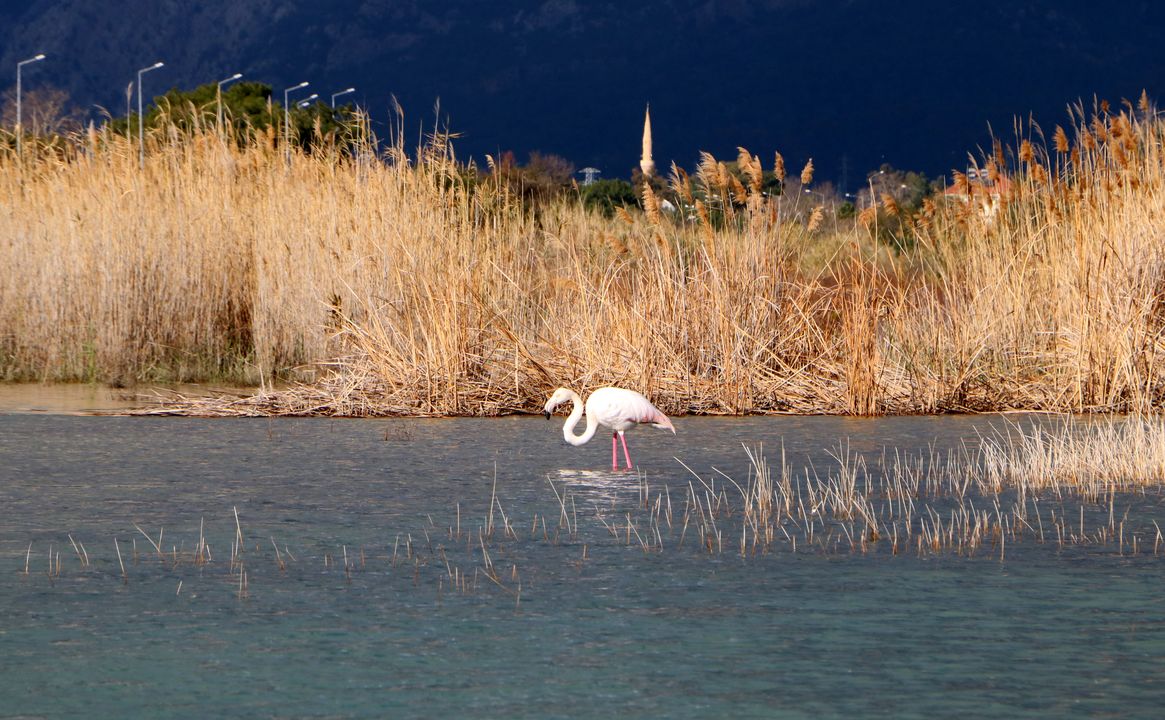 Kemer Ağva Deresi'nde Flamingo Görüntülendi 3