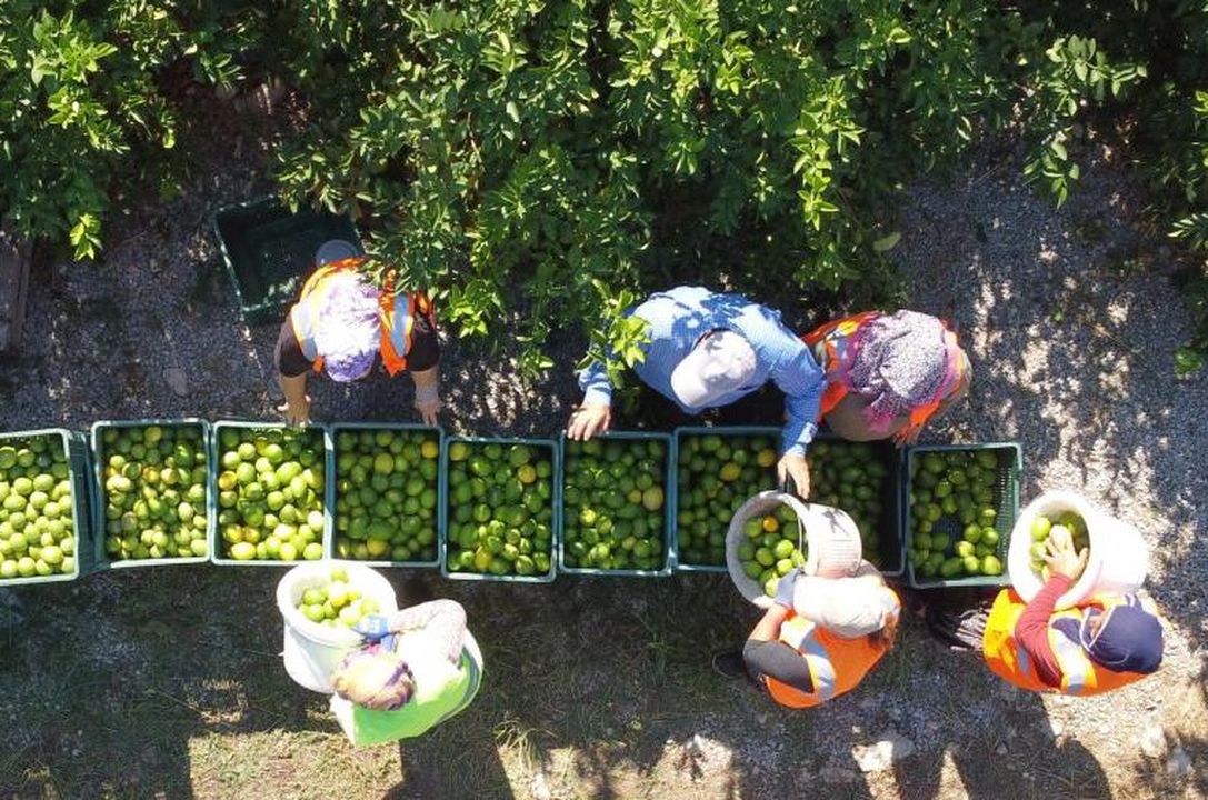 O Yönetmelik Değişti! Artık Orijinal Limon Suyu Tüketeceğiz 2