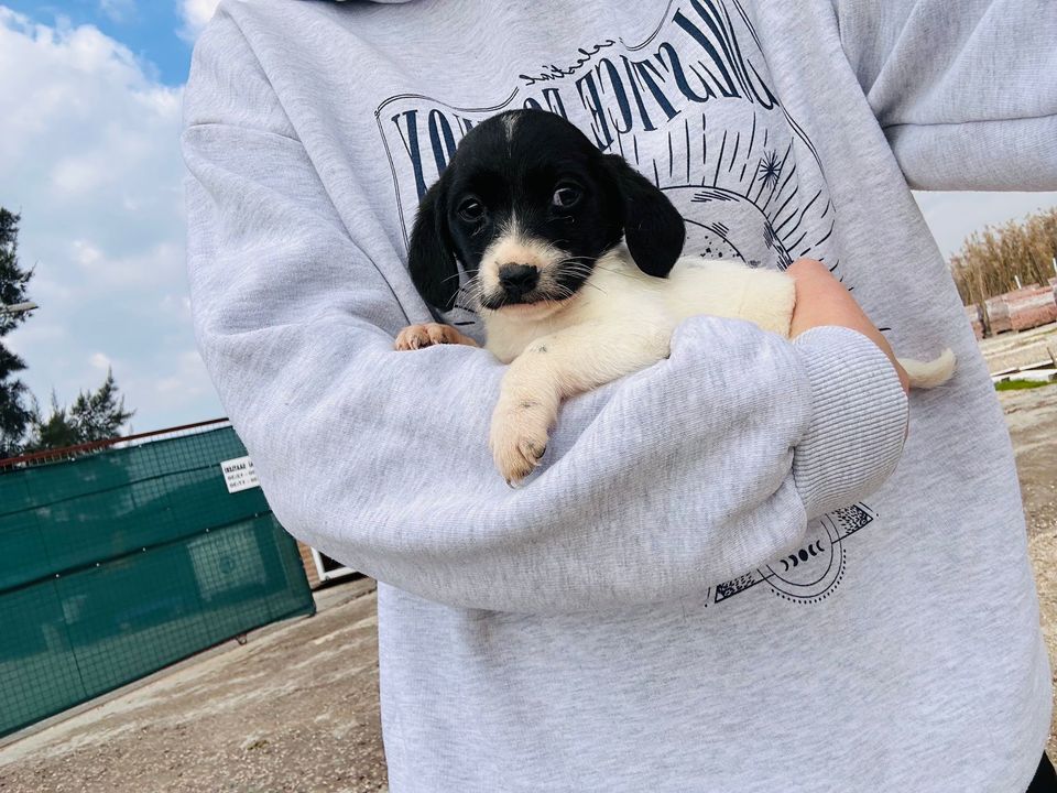 Serik'te Yavru Köpeği İçin Gözyaşlarına Boğuldu 3