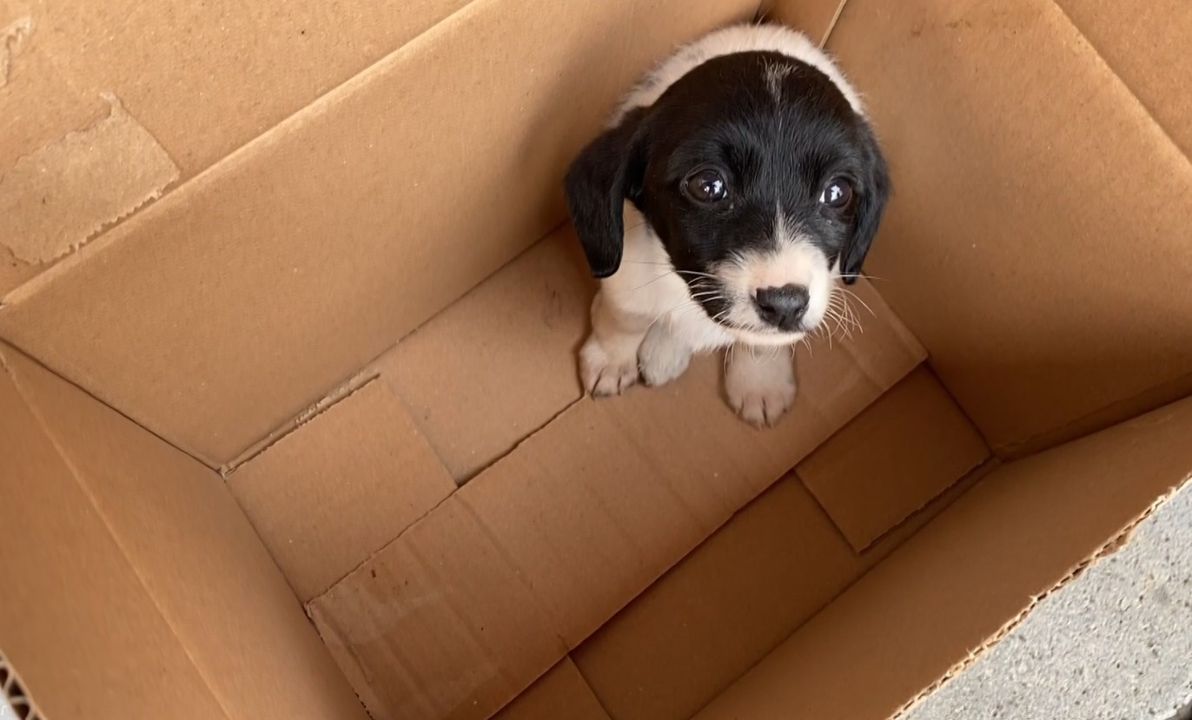 Serik'te Yavru Köpeği İçin Gözyaşlarına Boğuldu 6