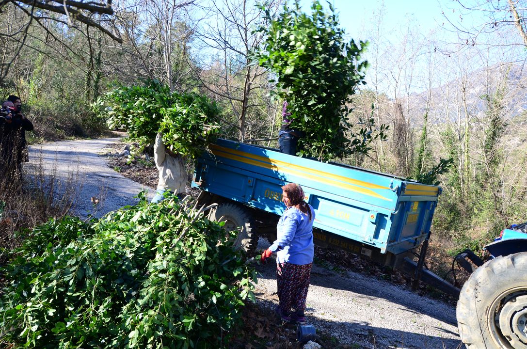 Akseki'de 300 Ton Defne Yaprağı Hasat Edildi 4