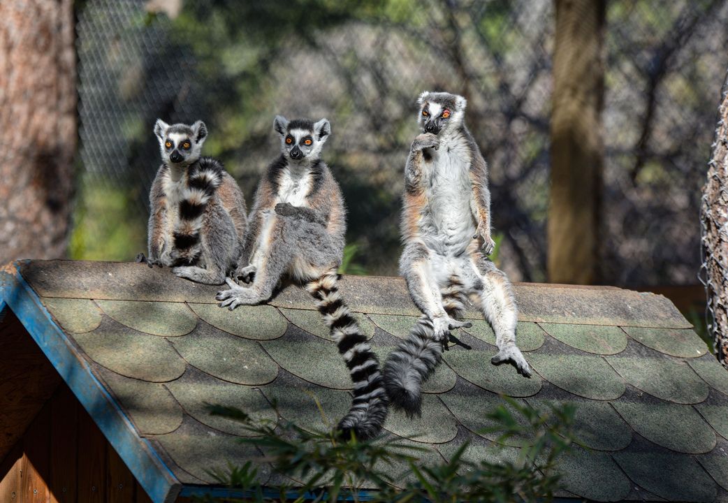 Antalya Doğal Yaşam Parkı'ndaki Lemurların Sabah Yogası 2