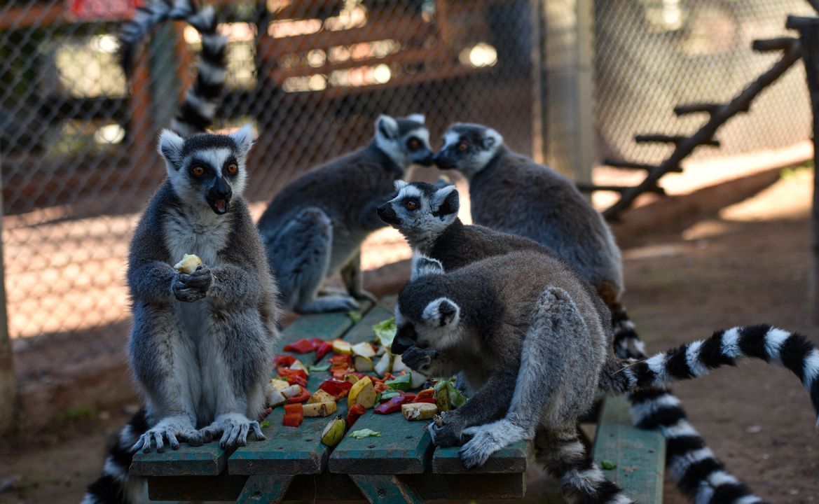 Antalya Doğal Yaşam Parkı'ndaki Lemurların Sabah Yogası 3