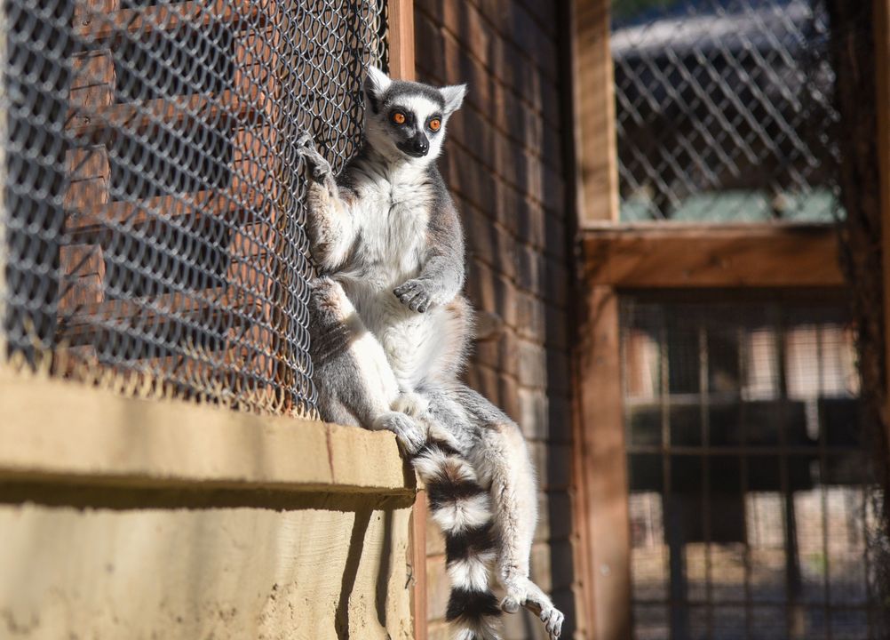 Antalya Doğal Yaşam Parkı'ndaki Lemurların Sabah Yogası 4